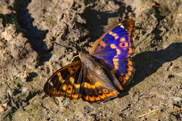 Mieniak strużnik © piotrwolak