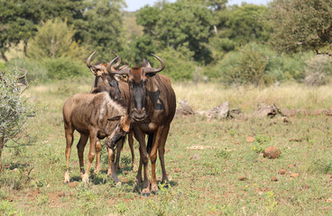 Streifengnu / Blue wildebeest / Connochaetes taurinus