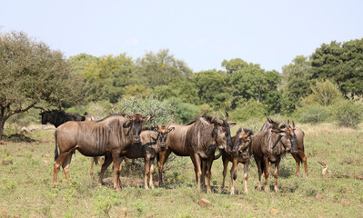 Obraz premium Streifengnu / Blue wildebeest / Connochaetes taurinus