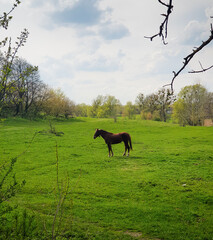 Horse in a green field. Dark brown horse in spring  meadow.