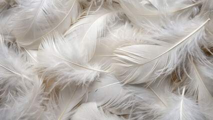 Fototapeta premium Gentle white feathers close-up natural setting texture collection serene environment peaceful viewpoint