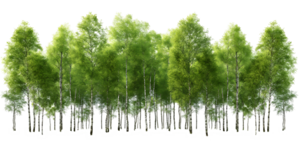 Birch Tree Grove Lush Summer Nature Scene, Green Forest with White Background, isolated on transparent background.