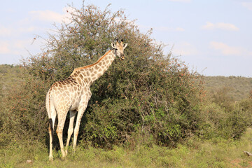Giraffe / Giraffe / Giraffa camelopardalis