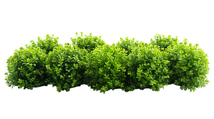 Obraz premium Green Bush Plants Vibrant Spring Foliage, Lush Garden Greenery for Floral Themes, isolated on transparent background.