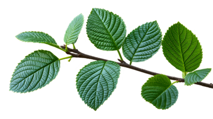 Green Leaves Branch Vibrant Spring Foliage, Detailed Texture for Nature Themes, isolated on transparent background.