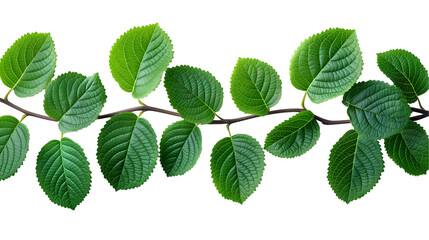 Fototapeta premium Green Leaves Branch Spring Nature Design, Vivid Plant Growth for Flora Themes, isolated on transparent background.