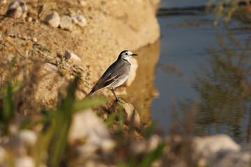 Lavandera blanca motacilla alba en su habitat natural buscando comida al final del día, Beniarres, España