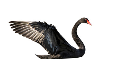 Black Swan. PNG.
