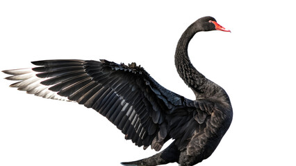 Black Swan.