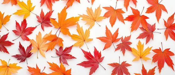 Fototapeta premium Colorful Autumn Maple Leaves on White Background