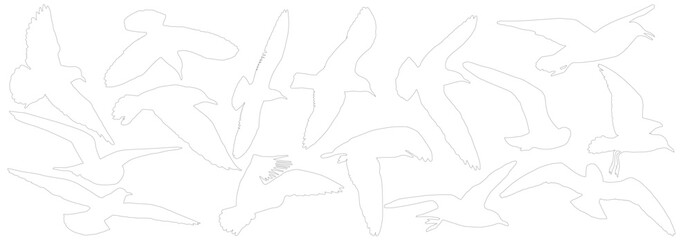 Contour of seagull birds, set. Vector illustration © nosyrevy