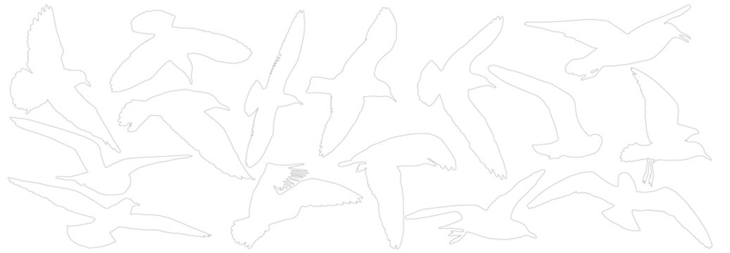 Contour of seagull birds, set. Vector illustration