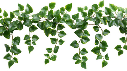Obraz premium Variegated Ivy Leaves Natural Plant Decor for Spring and Summer Floral Themes, isolated on transparent background.
