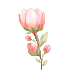 Fototapeta premium Set watercolor elements of pink roses; collection garden flowers; leaves; branches. Botanic; illustration, eucalyptus; Wedding floral design