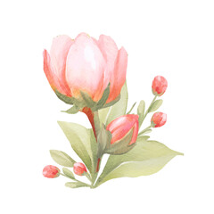 Fototapeta premium Set watercolor elements of pink roses; collection garden flowers; leaves; branches. Botanic; illustration, eucalyptus; Wedding floral design