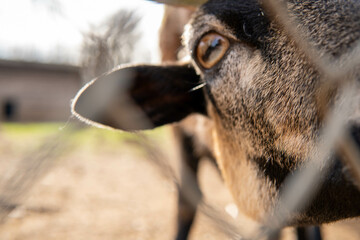 A close-up of a goat with a joyful expression, standing behind a wooden fence. The goat has a light...