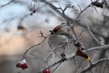 A bright and very colorful male with a crest on his head. A waxwing bird (lat. Bombycilla garrulus) sits on a hawthorn branch with frozen berries.  Frosty winter day. Pink clouds.