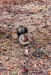 squirrel in the park