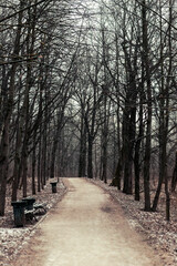 road in the woods