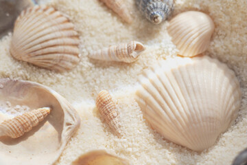 Close-up of Seashells on Sand with Soft Light and Selective Focus