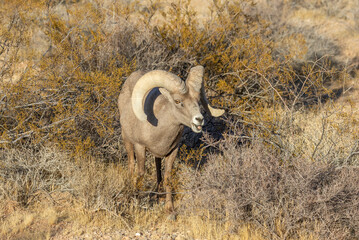 Desert Bighorn Sheep Ram in the Nevada Desert