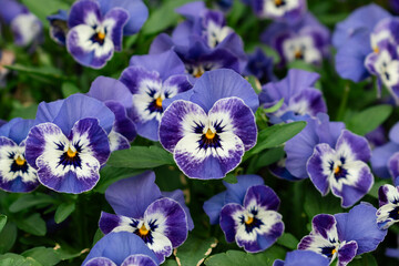 violet flowers in the garden