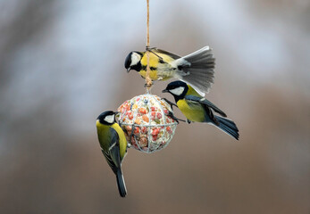 cute tit birds hanging on a ball feeder and eating seeds and nuts in a winter garden © nataba