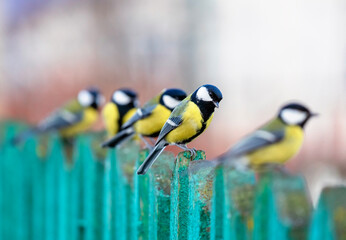 portrait of a group of birds brightly colored tits sitting in a row on a wooden fence in a garden © nataba