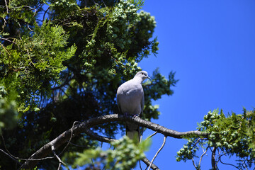 Ringed dove (lat. Streptopelia decaocto), sits on a cypress branch, against the backdrop of the blue sky and the fruits of a coniferous tree.