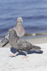 A pigeons walks