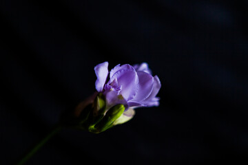 purple crocus flower