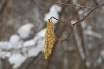 Male catkins of a hazel tree, blooming in winter, snow is still on the branches