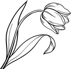 Elegant Line Art Drawing of a Single Tulip Flower