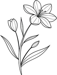 Elegant Line Art Flower Drawing Blossom, Bud, Stem, Leaves, Botanical