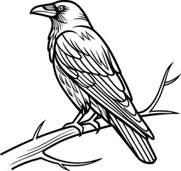Majestic Raven Perched on Thorny Branch, Line Art Drawing