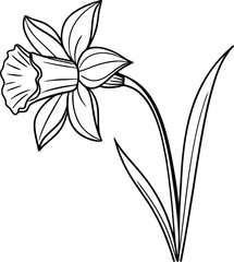 Elegant Line Drawing of a Single Daffodil Spring Bloom