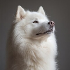 Fluffy Samoyed Dog with Head Tilted Slightly Against Neutral Background