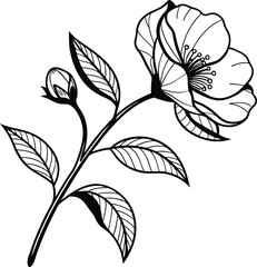 Elegant Line Art Drawing of a Single Camellia Blossom