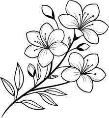 Elegant Line Art Drawing of Blooming Cherry Blossom Flowers