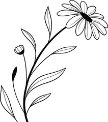 Elegant Line Art Drawing of a Blooming Daisy Flower