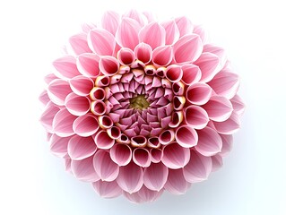 Top view of a pink Dahlia flower with intricate patterns, isolated on a white background.