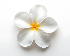 Top view of a white plumeria with a yellow center, isolated on a white background.