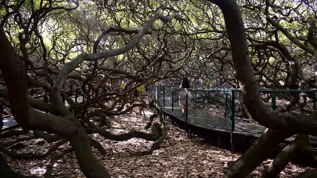 World's largest cashew tree in Natal, Rio Grande do Norte, Brazil.
