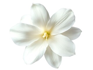 Top view of a white stephanotis with smooth petals, isolated on a white background.