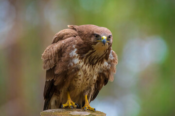 Common buzzard, Buteo Buteo, bird of prey perched