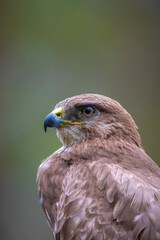 Common buzzard, Buteo Buteo, bird of prey perched