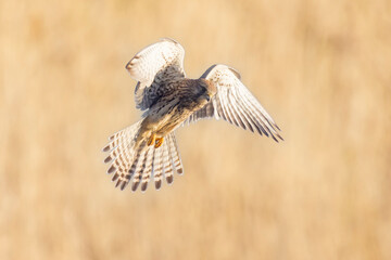 Kestrel falco tinnunculus female hunting closeup
