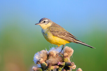 Closeup of a western yellow wagtail bird Motacilla flava singing