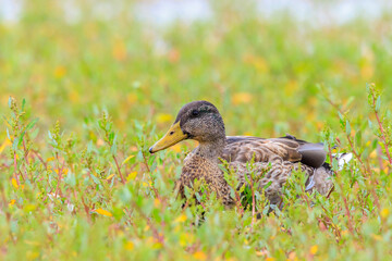 A female mallard dabling duck, Anas platyrhynchos, standing in grass,