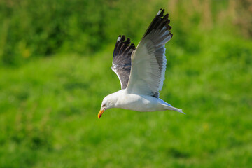 Lesser black-backed gull, Larus fuscus, in flight